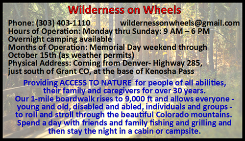 Ricky Mountain Bighorn Sheep